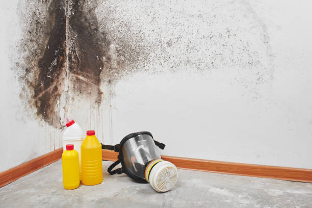 Trusted York Harbor, ME Mold Removal Experts