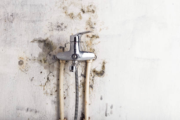 Best Best Mold Removal Companies  in York Harbor, ME