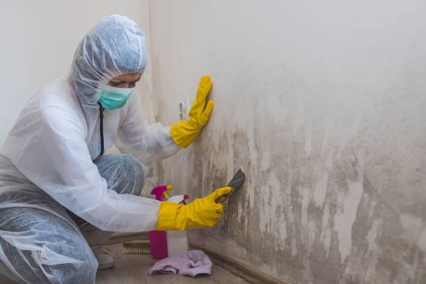 Best Black Mold Removal  in York Harbor, ME