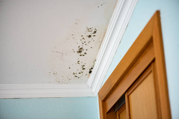 Best Same-Day Mold Removal  in York Harbor, ME