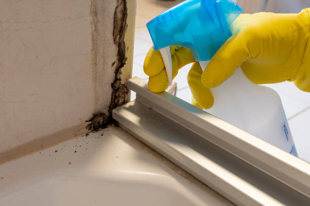 Best Mold Testing  in York Harbor, ME