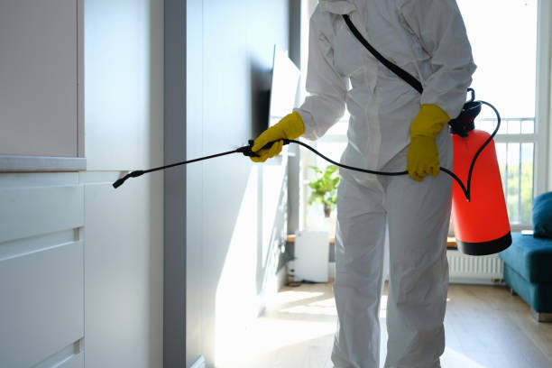 Professional Mold Removal in York Harbor, ME