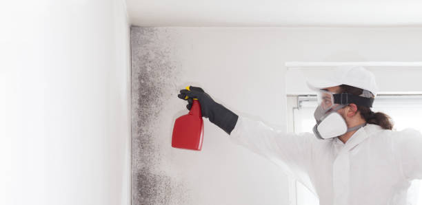 Best Crawl Space Mold Removal  in York Harbor, ME