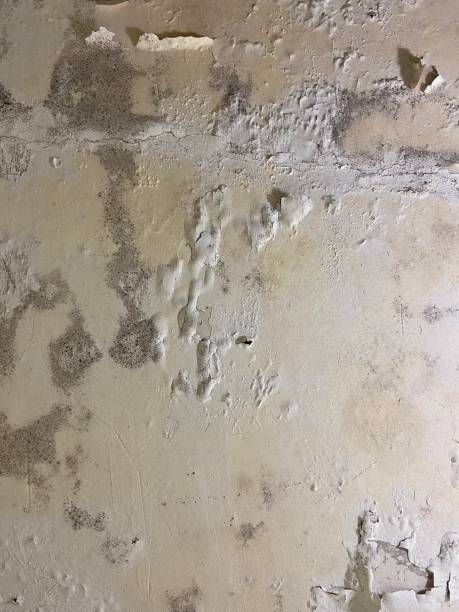 Best Mold Removal Near Me  in York Harbor, ME