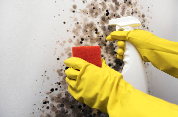Best Mold Remediation Experts  in York Harbor, ME