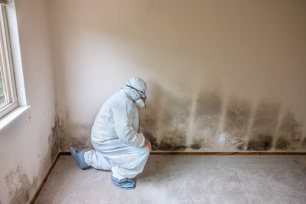 Best Toxic Mold Removal  in York Harbor, ME