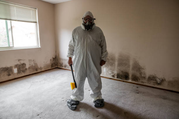 Best Residential Mold Removal  in York Harbor, ME