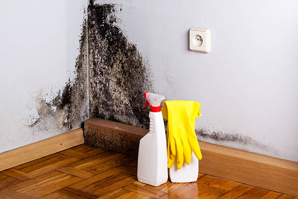 Best Office Mold Removal Services  in York Harbor, ME