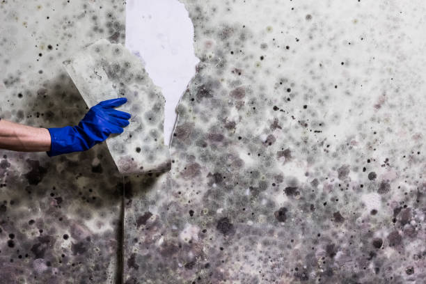 Best Mold Cleaning Services  in York Harbor, ME