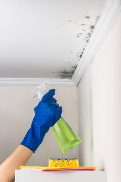 Best Home Mold Removal  in York Harbor, ME