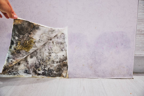 Best Emergency Mold Removal  in York Harbor, ME